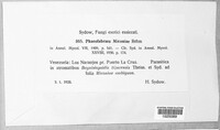 Phaeofabraea miconiae image